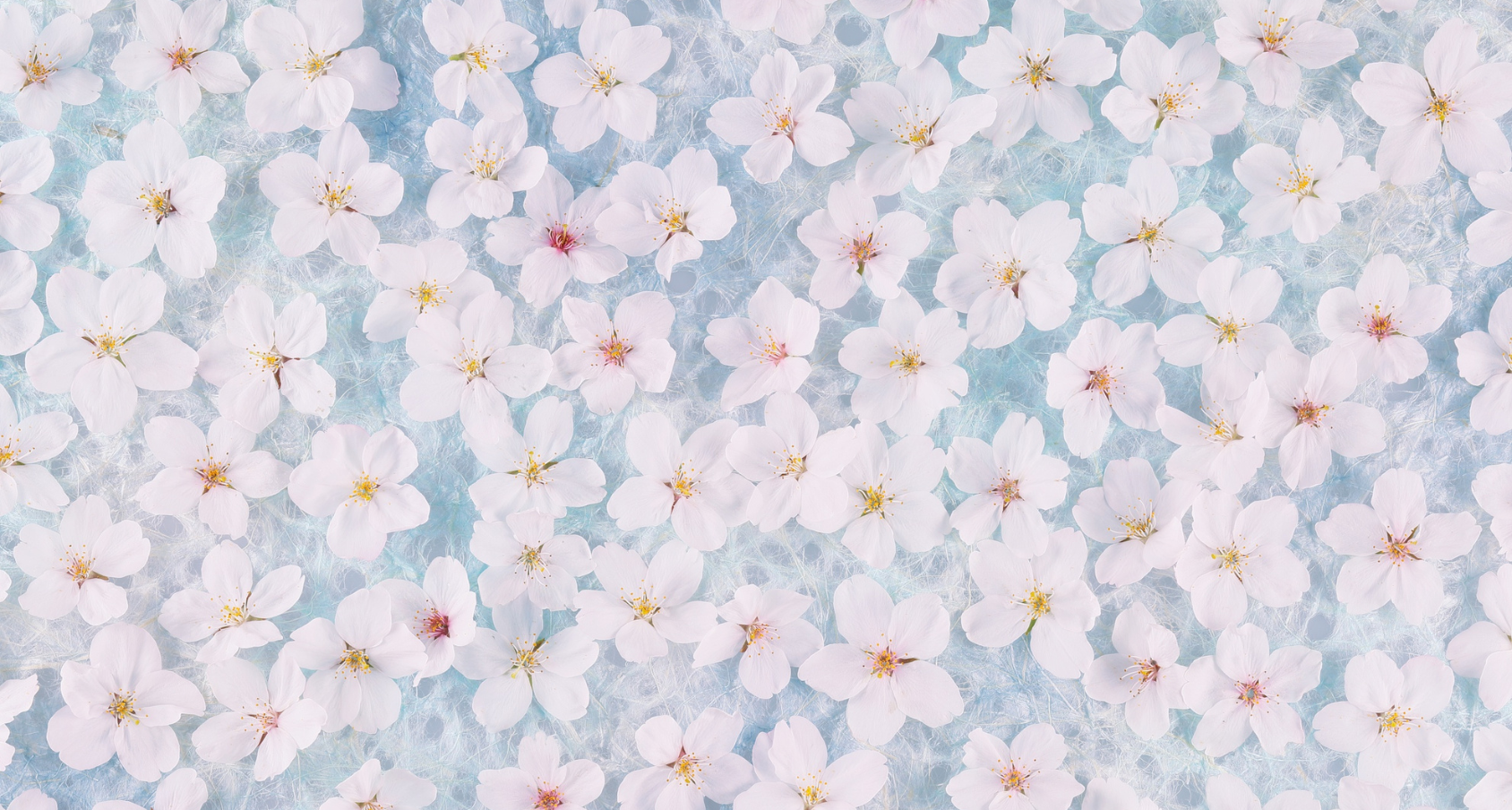 Cherry blossom petals