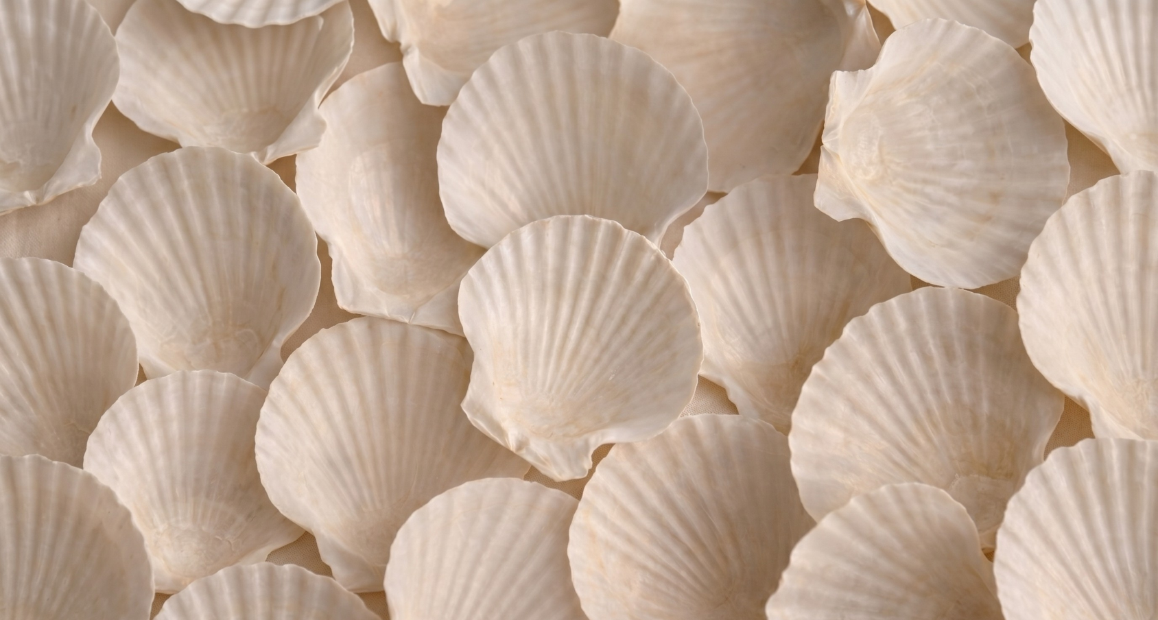 Scallop shells